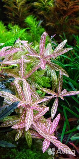 Аквариумные растения