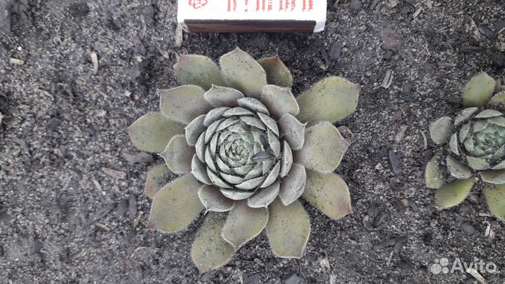 Молодило (каменная роза)