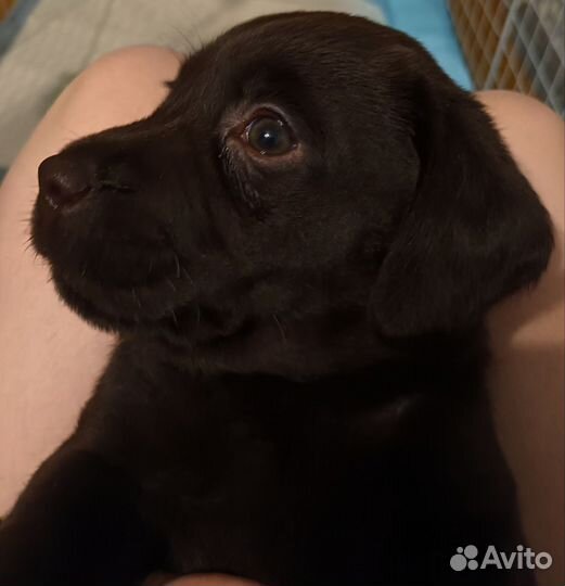 Лабрадор ретривер