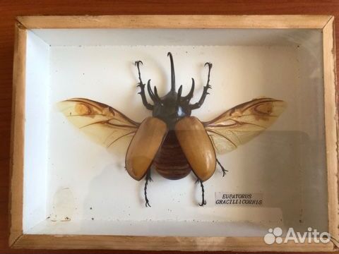 Засушенные бабочки в рамках