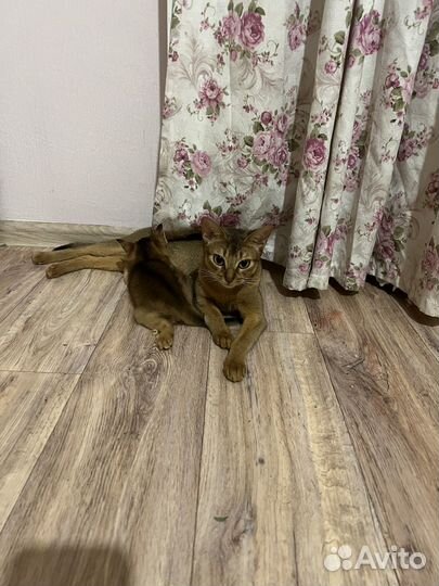 Абисинские девочки