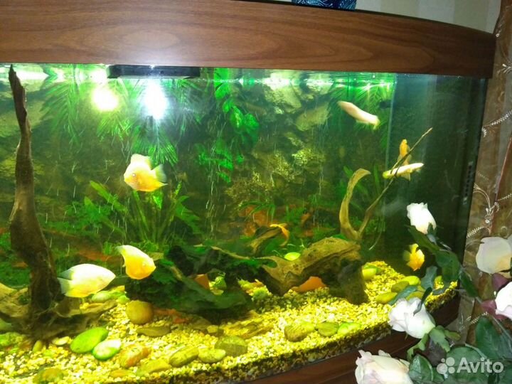 Аквариум Juwel Vision 260 л с тумбой