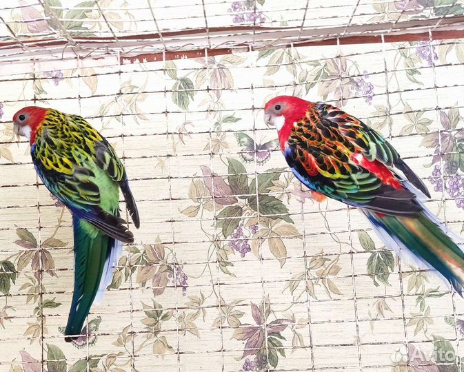 Продаю розелл