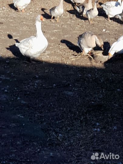Продам гусей и цыцарок