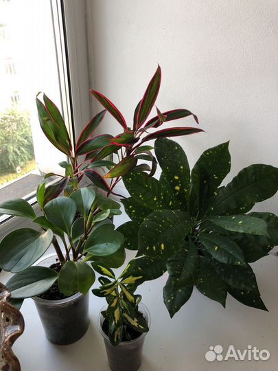 Кротон, корделина, бересклет, пахира, аихризон