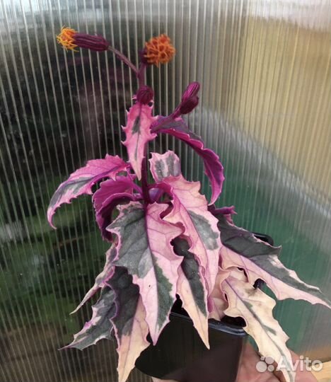 Комнатные растения