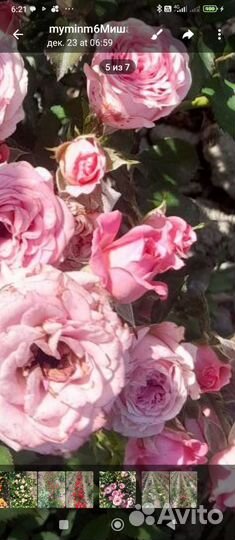 Розы флорибунда 6 сортов