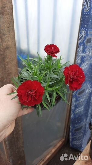 Гвоздика ампельная