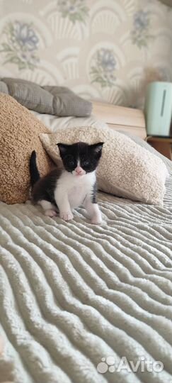 Котятки в добрые руки