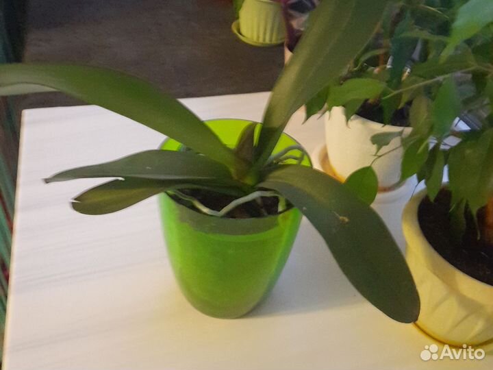 Орхидея фаленопсис