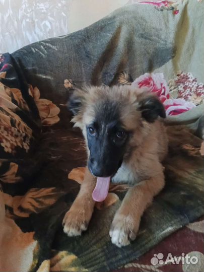 В добрые руки