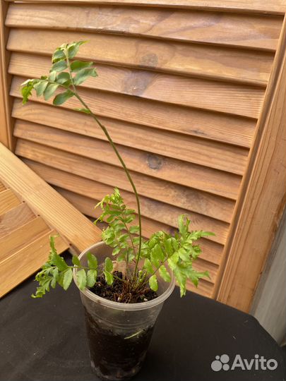 Нефролепис Фальката Фурканс мутешейн