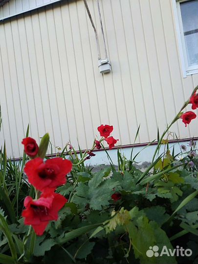 Луковица гладиолусы