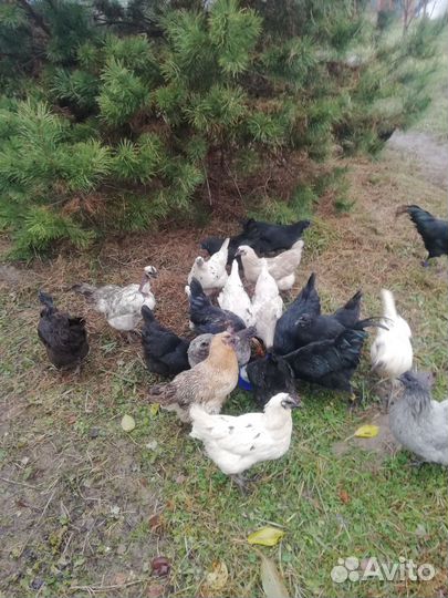 Куры Ухейилюй