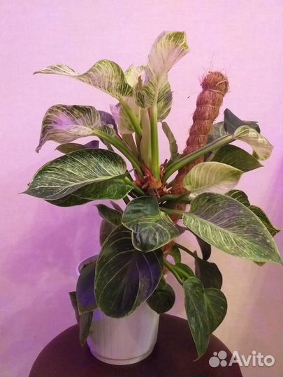 Синги, сциндапсусы, филодендроны