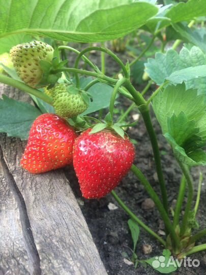 Рассада ремонтантной малины и клубники, Земклуника