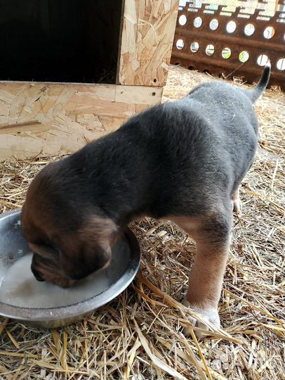 Щенок гончей