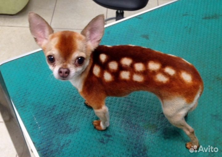 Передержка