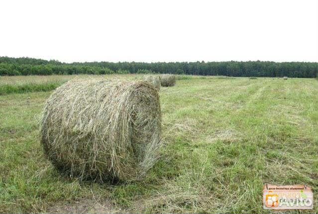 Сено урожай 2023 года