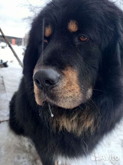 Собаки Вязка. Тибетский мастиф