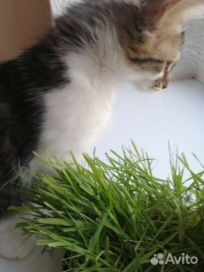 Очаровательные котята