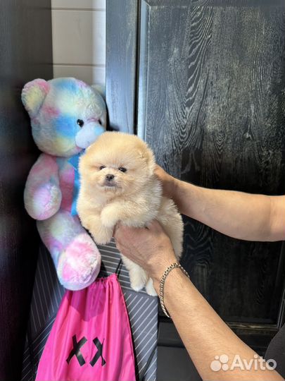 7 мальчиков и 1 девочка шпиц мини микро