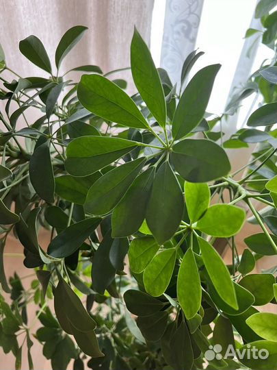 Комнатные цветы шефлера