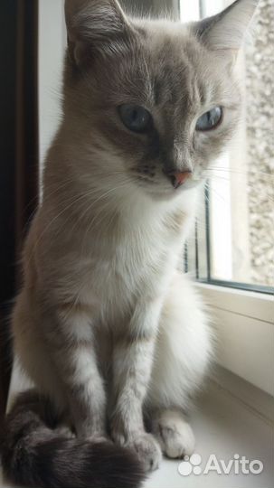 Отдам в добрые руки