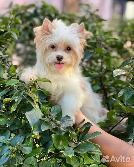 Голддаст йоркширский терьер