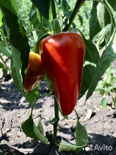 Семена перца оптом