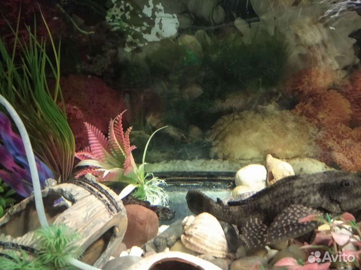 Аквариум