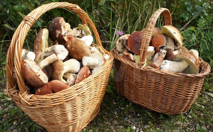 Дом 43 м² на участке 6 сот.