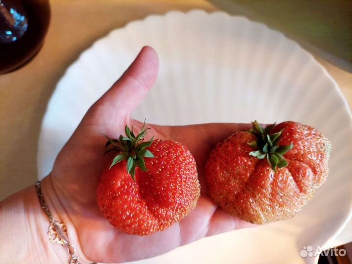 Семена клубники.разные сорта