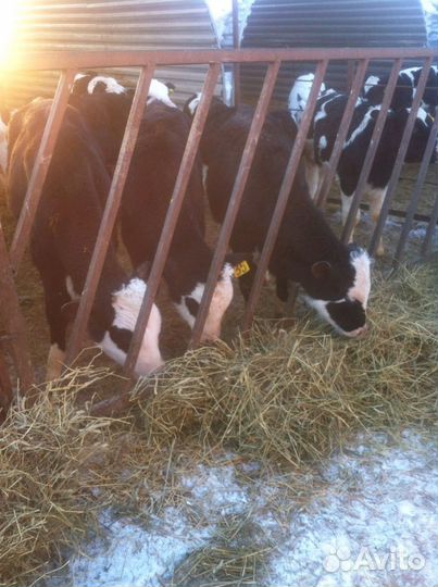 Телята бычки холмогор помесь с абердином