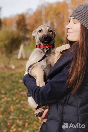 Щенок из приюта ищет семью