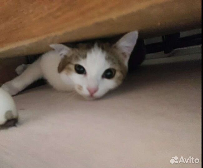 Котик в дор