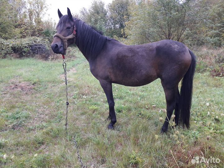 Продам кобылу