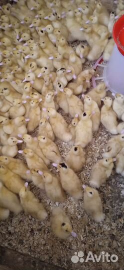 Утята, гусята, бройлера, куры