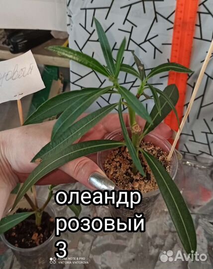 Олеандр розовый и малиновый