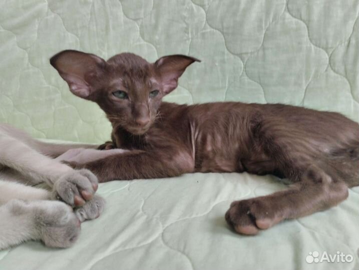 Ориентальные котята