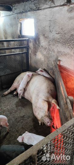 Поросята ландрас