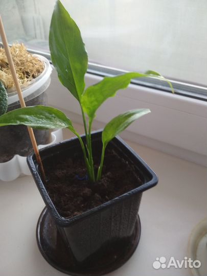 Домашние цветы