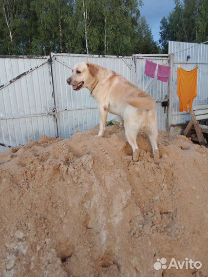Лабрадор ретривер на вязку