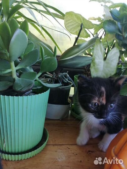 Кошка в дар