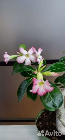 Адениум взрослый