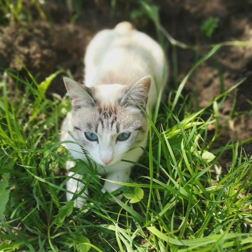 Кошки в добрые руки бесплатно