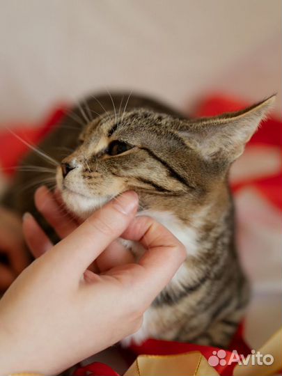 Котёнок Белолапик Младший ждёт своего человека