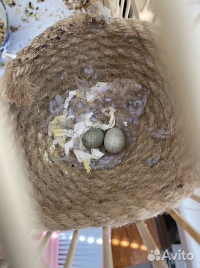Гнездо для канареек, попугаев, гнёзда для птиц