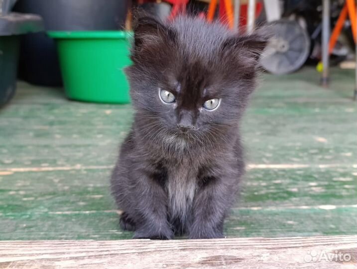 Котята в добрые руки бесплатно мальчик