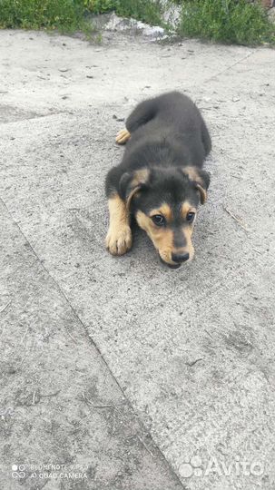 Собака в добрые руки щенок мальчик